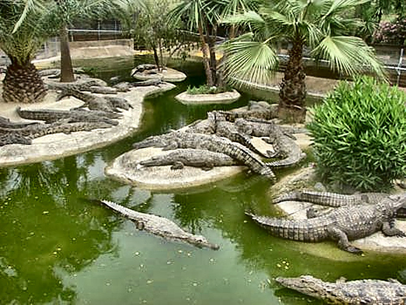 Cocodrilo Park Gran Canaria